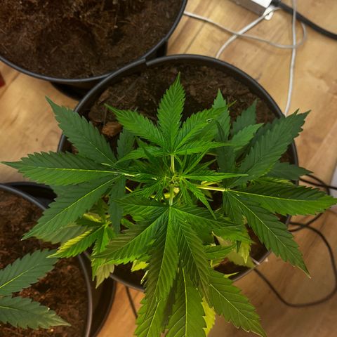 Radical Russian growlog photo: Yau nice