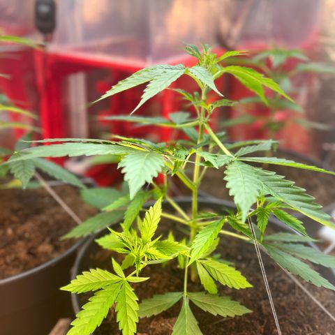 Radical Russian growlog photo: Yau nice