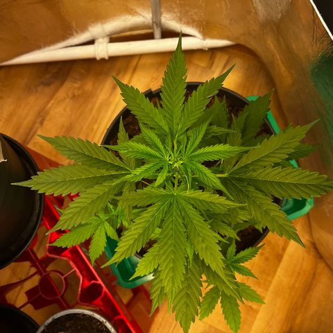 Radical Russian growlog photo: Big Russian gamer 