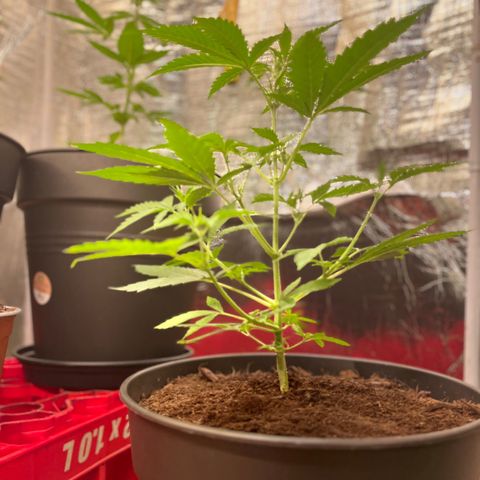 Radical Russian growlog photo: Big Russian gamer 
