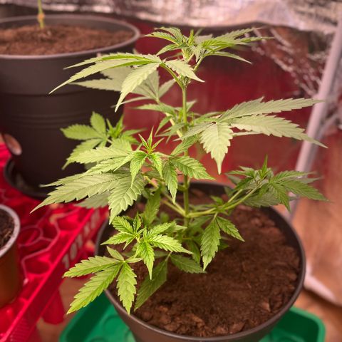 Radical Russian growlog photo: Big Russian gamer 