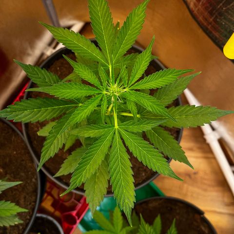 Bella Blue growlog photo: Marilyn Monroe 