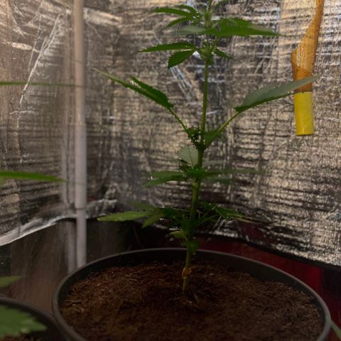 Bella Blue growlog photo: Marilyn Monroe 