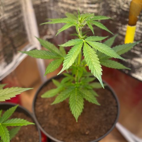 Bella Blue growlog photo: Marilyn Monroe 