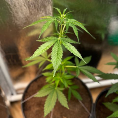 Bella Blue growlog photo: Wroom