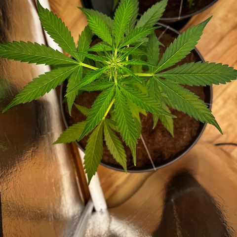 Bella Blue growlog photo: Wroom