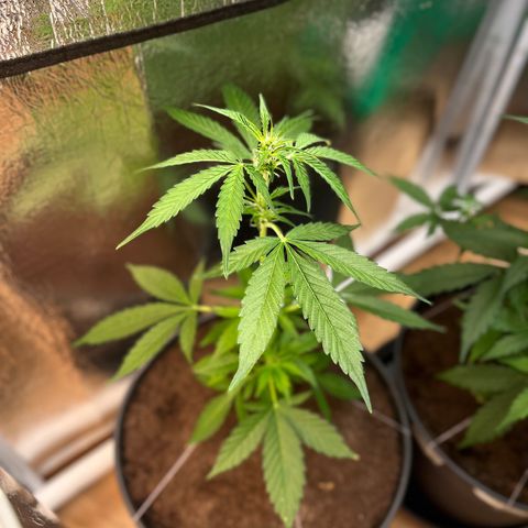 Bella Blue growlog photo: Wroom