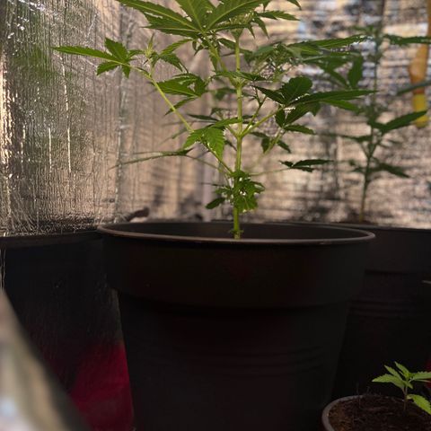 Renate growlog photo: Reeenaaaateeee