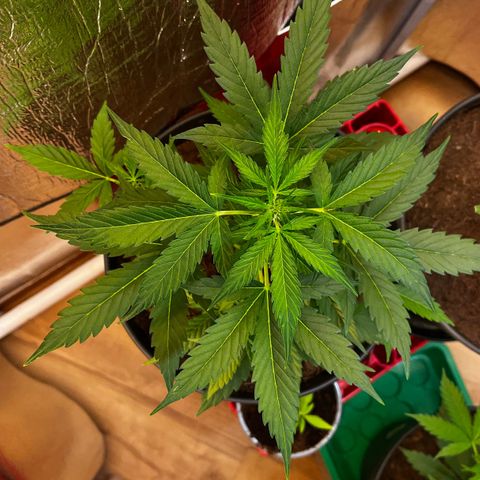 Renate growlog photo: Reeenaaaateeee