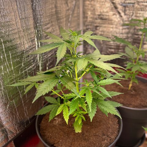 Renate growlog photo: Reeenaaaateeee