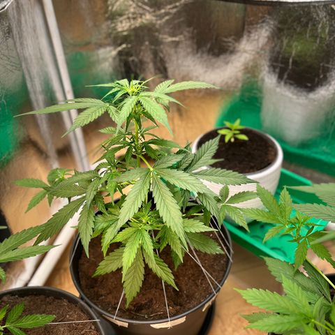 Renate growlog photo: Lucky  🍀 