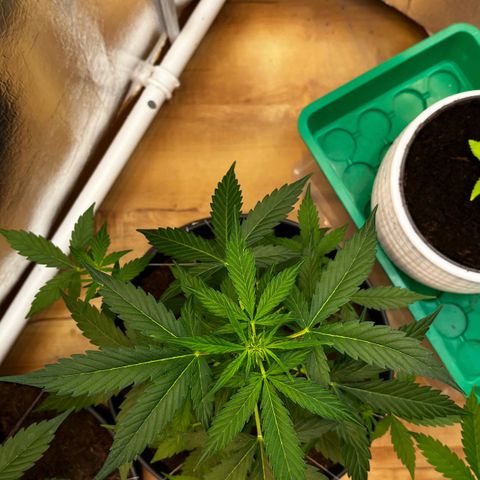 Renate growlog photo: Lucky  🍀 