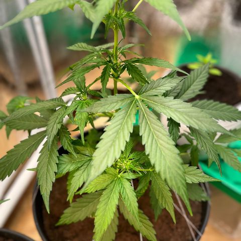 Renate growlog photo: Lucky  🍀 