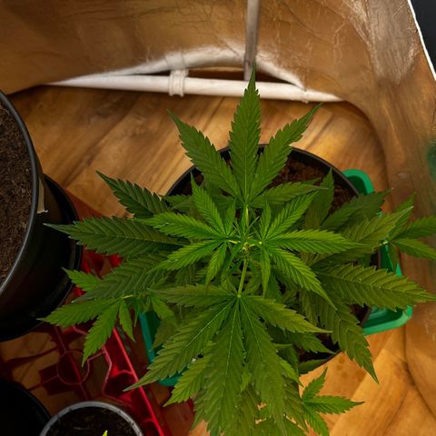 Radical Russian growlog photo: Grow sideways 