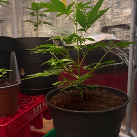 Radical Russian growlog photo: Grow sideways 