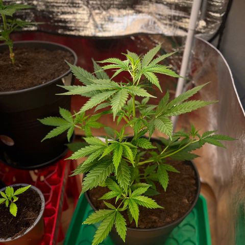 Radical Russian growlog photo: Grow sideways 