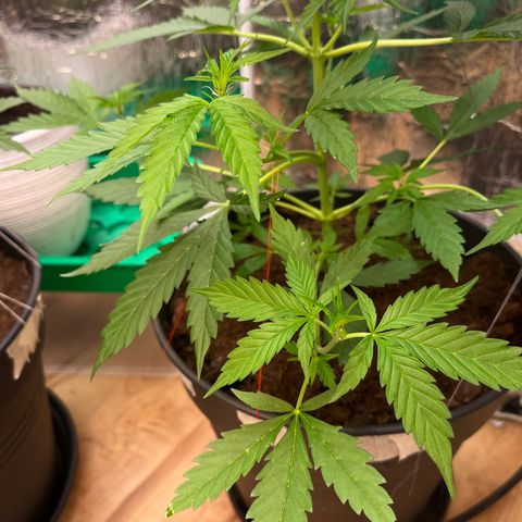 Radical Russian growlog photo: Bush ….George Bush
