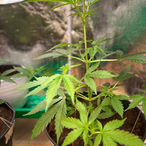 Radical Russian growlog photo: Bush ….George Bush