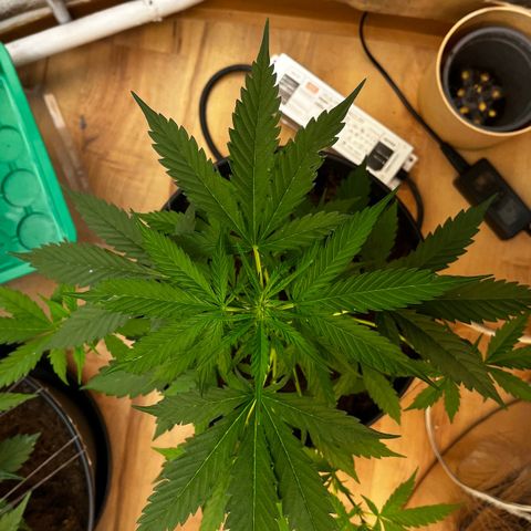 Radical Russian growlog photo: Bush ….George Bush
