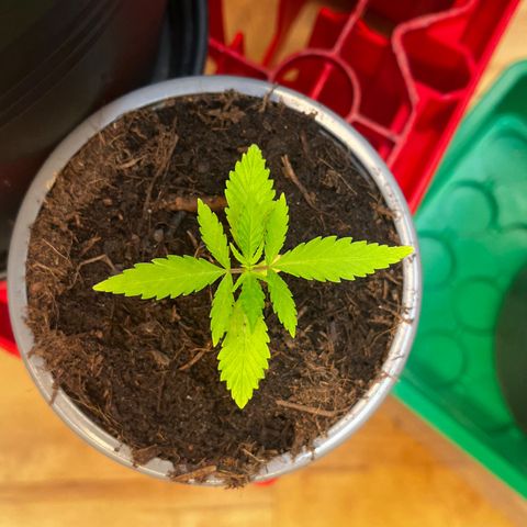 Ashley Ash growlog photo: Sweet