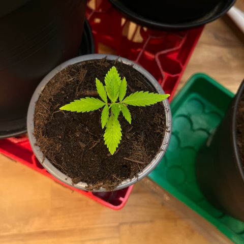 Ashley Ash growlog photo: Sweet