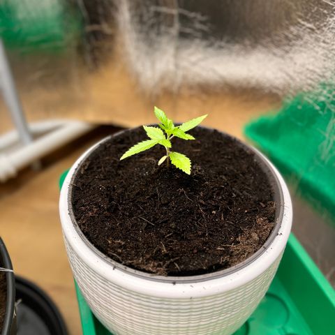 Ashley Ash growlog photo: Fruity