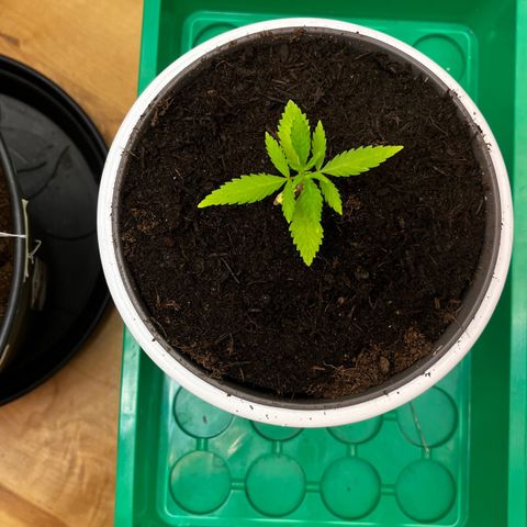 Ashley Ash growlog photo: Fruity