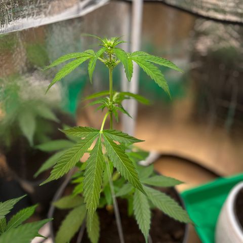 Bella Blue growlog photo: Bella ciao