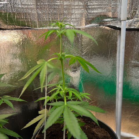 Bella Blue growlog photo: Bella ciao