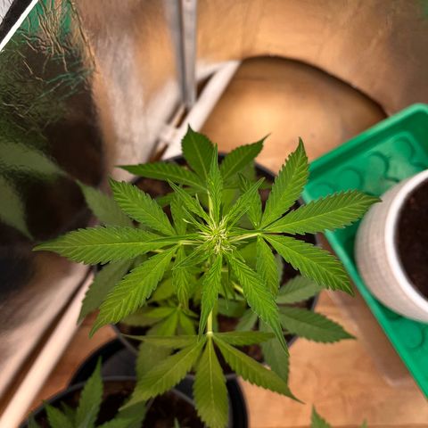 Bella Blue growlog photo: Bella ciao