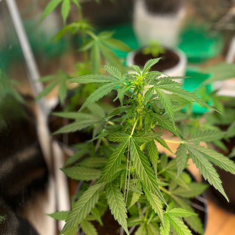 Renate growlog photo: Got some volume 