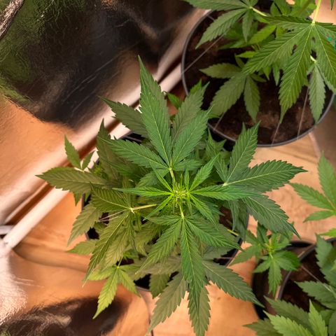 Renate growlog photo: Got some volume 