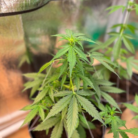 Renate growlog photo: Got some volume 