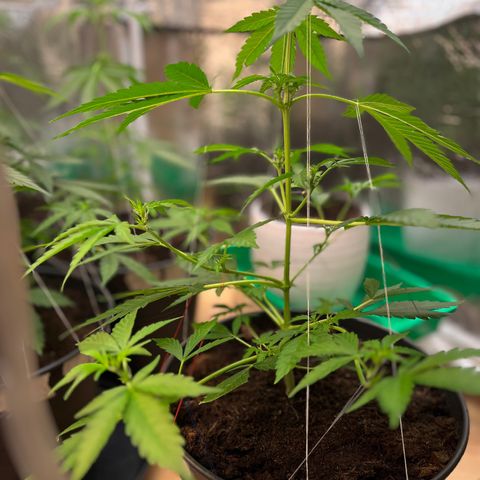 Radical Russian growlog photo: Wow big bottom of Leafs my special Art of scrog wears fruit‘s