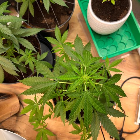 Radical Russian growlog photo: Wow big bottom of Leafs my special Art of scrog wears fruit‘s