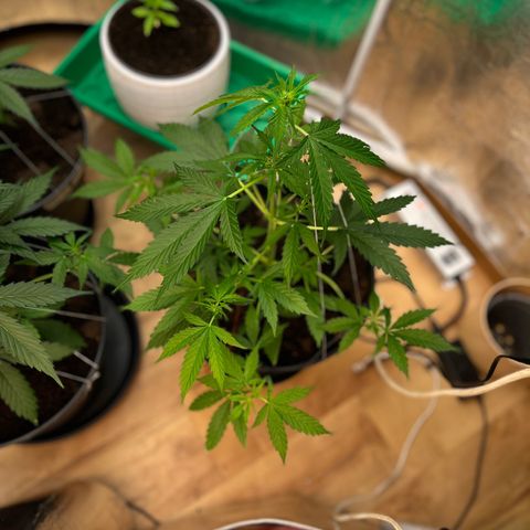 Radical Russian growlog photo: Wow big bottom of Leafs my special Art of scrog wears fruit‘s