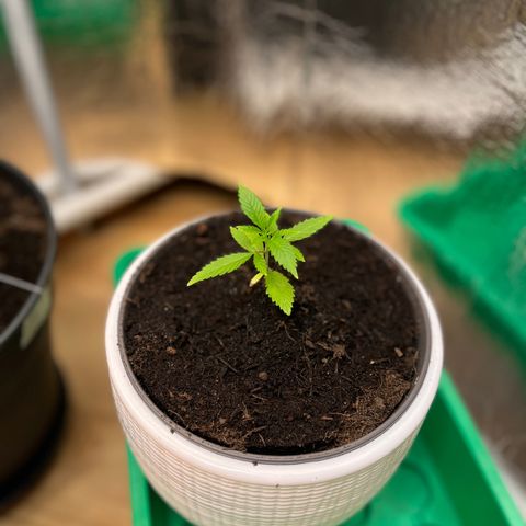 Ashley Ash growlog photo: Poisongreen