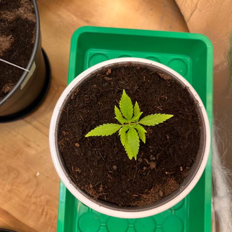 Ashley Ash growlog timeline photo