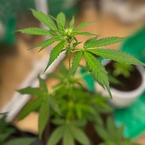 Bella Blue growlog photo: Ouh yeah
