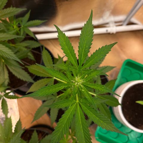 Bella Blue growlog photo: Ouh yeah