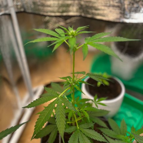 Bella Blue growlog photo: Ouh yeah