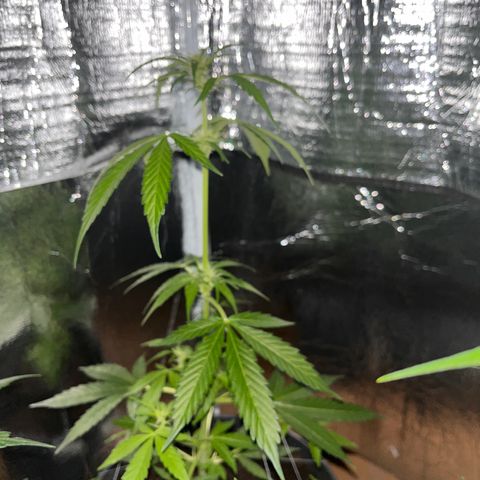Bella Blue growlog photo: Good night 