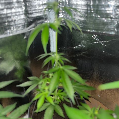 Bella Blue growlog photo: Good night 