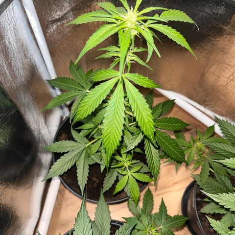 Bella Blue growlog photo: Good night 