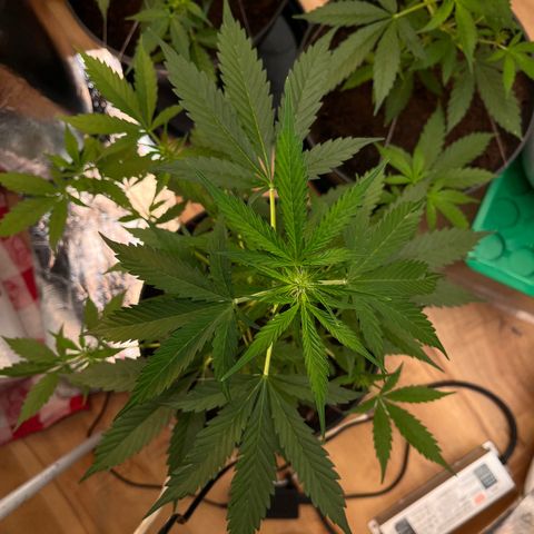 Radical Russian growlog photo: Get thick maan 