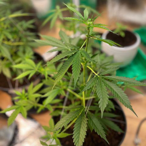 Radical Russian growlog photo: Get thick maan 