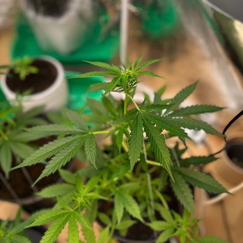 Radical Russian growlog photo: Get thick maan 