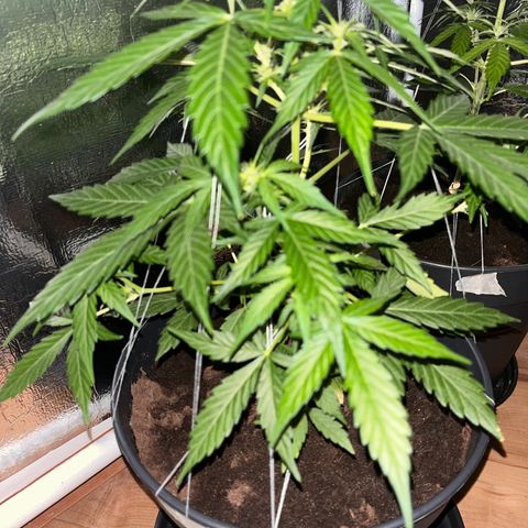 Radical Russian growlog photo: Good night 