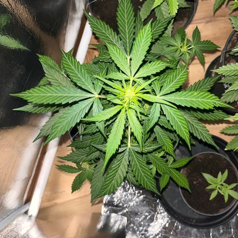 Radical Russian growlog photo: Good night 