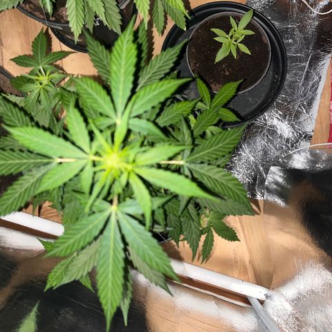 Radical Russian growlog photo: Good night 